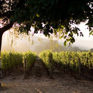 Wine – Private Client Sales – London