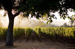 Wine – Private Client Sales – London